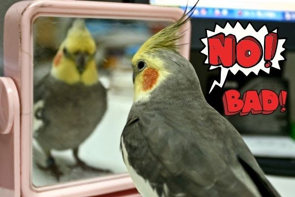 are mirrors bad for parrots